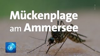 Mückenplage sorgt für weniger Umsätze am Ammersee [upl. by Roxie603]