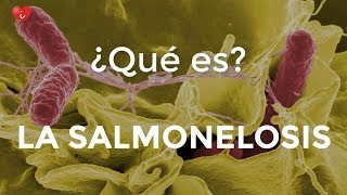 ¿Qué es la Salmonelosis  InfoFamily [upl. by Alletsyrc]