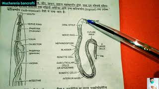 Wuchereria bancrofti life cycle in hindi  BSc 3rd year Zoology [upl. by Argella761]