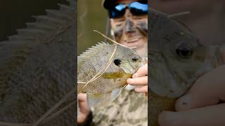 Lipping BRIMzillas Brim suburbanhunt365 tennessee fishing explore wildlife nature [upl. by Mukul]