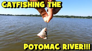 CATFISHING the POTOMAC RIVER Breaking TRIPLE DIGITS for 2022 [upl. by Ahsinrac]