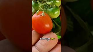 Grow Juicy Tomatoes in Bottles This Trick is AMAZING [upl. by Lagasse524]