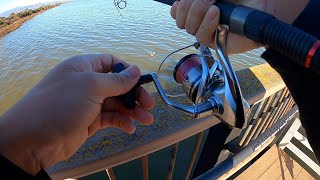 Using LIVE BAIT for Striped Bass Napa River [upl. by Inanuah]