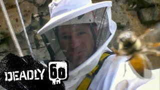 Steve Stung By African Killer Bees  Deadly 60  BBC Earth [upl. by Atneciv]