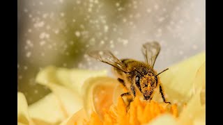 pollination insect vs wind [upl. by Creamer]