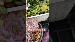 【多肉植物】エケベリア （Echeveria desmetiana）（石莲花属）shorts 多肉 植物 多肉植物 다육식물 dayugsigmul [upl. by Pazice]