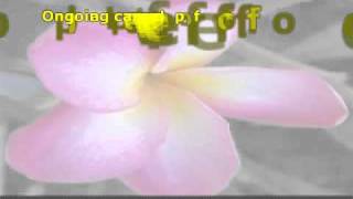 How To Start Plumeria Plants From Seeds [upl. by Bryn]