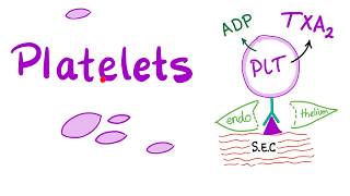 Platelets Thrombocytes  The Cell Pieces that Lack Nucleus  Hematology [upl. by Aihtnis135]