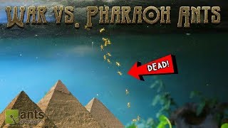 War vs Pharaoh Ants [upl. by Hannibal873]