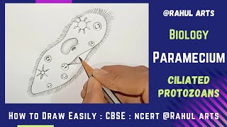 How To Draw Paramecium step by step  Paramecium Diagram [upl. by Suiradal]