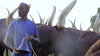 ANKOLE MILKING LONG HORNED ANKOLE CATTLE [upl. by Levin20]