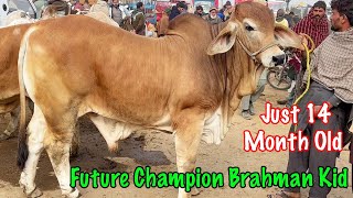 14 Month Old Brahman Kid  Future Champion  ssminizoo1 [upl. by Jervis]