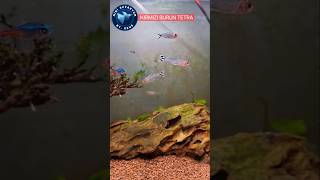 VARAN 1 KIRMIZI BURUN TETRA akvaryum aquarium betafish tetrafish GUPPY lepistes [upl. by Narik]