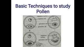 Basic technique to study Pollen  Microscopy Isolation Acetolysis Staining  Pollen grains [upl. by Kafka]