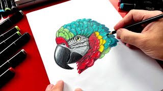 How To Draw A Realistic Parrot  Advanced [upl. by Ailegave572]