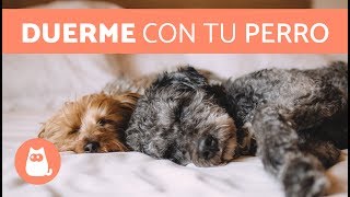 DORMIR con una MASCOTA ¿BIEN O MAL [upl. by Sille]