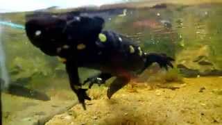 Rare Sight Fire Salamander swimming  Feuersalamander schwimmt [upl. by Hirza]