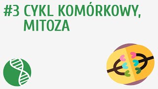 Cykl komórkowy mitoza 3  Genetyka [upl. by Arnelle]