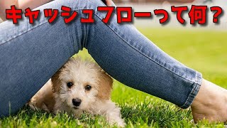 キャッシュフローとは何か？わかりやすく解説 [upl. by Poliard361]