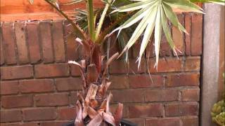 Overwintering Washingtonia palms [upl. by Ahsemad]