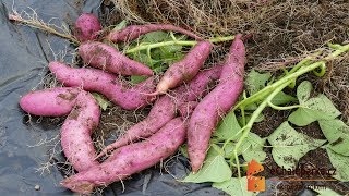 Jak pěstovat batáty🍠 Ipomoea batatas [upl. by Ridan]