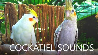 Cockatiel Sounds  Lutino and Pearl From Nono [upl. by Ecnav]