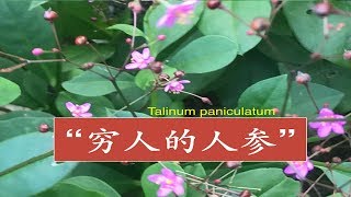 土人参 栌兰  功效与作用   Talinum paniculatum  BENEFITS OF Jewels of Opar。Manfaat GINSENG JAWA [upl. by Eelac]