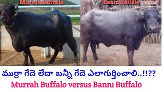 How to diffenciate Murrah and Banni Buffaloes Telugu  Dr Madankumar Vet [upl. by Lulita]