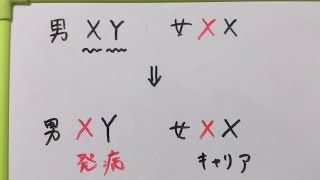 看護学生講座 175 病理 ｢血友病 と 伴性劣性遺伝 について説明｣ [upl. by Ashman]