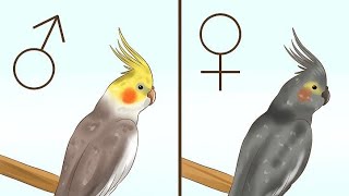 Differentiating male and female cockatiel [upl. by Amoreta]