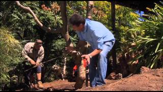 The Garden Gurus  Frangipani replanting [upl. by Hillery]