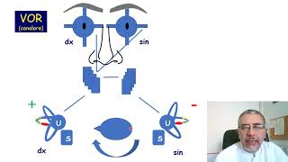 Il riflesso vestibolooculomotore  VOR [upl. by Nilac]