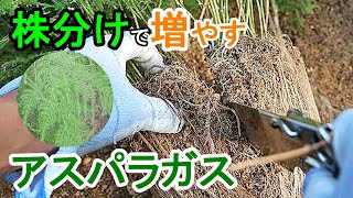 アスパラガス・ナナスの株分け ２分割して植え替え [upl. by Erreid]