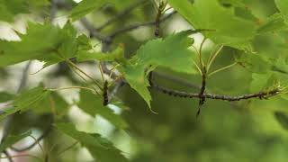 Acer rubrum  Red Maple Swamp Maple [upl. by Lissak617]