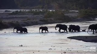 Elephants crossing the river with a tiny one Olifants River Sep 13 2024 520 PM SASTexploreorg [upl. by Nyrhtakyram]