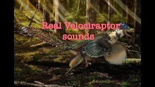 Real Velociraptor Sounds [upl. by Adar729]