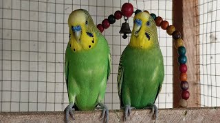 Cute Pet Budgies Chirping 5 Hour Nature Parakeets Bird Sound to Reduce Stress [upl. by Ennad]