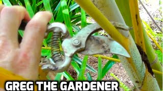 HOW TO PRUNE A PALM TREE  Greg The Gardener [upl. by Laeynad]