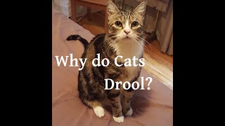 Why do Cats Drool [upl. by Areema]