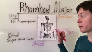 Rhomboid Major amp Rhomboid Minor Muscles Anatomy [upl. by Bose391]