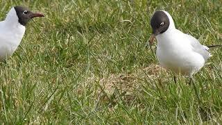 Kokmeeuw Black headed Gull [upl. by Caniff]