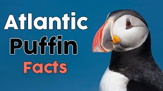 The Atlantic Puffin Facts [upl. by Danell598]