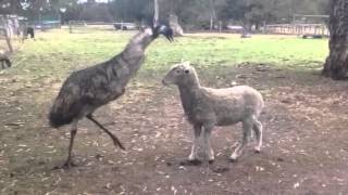 Emu vs Sheep [upl. by Quartis]