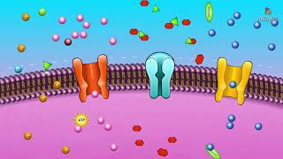 Cell membrane permeability  Animated membrane physiology [upl. by Pilihp]