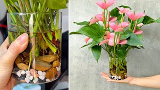 Aquatic anthurium care tips to have beautiful flamingos in the house [upl. by Allesor647]