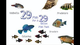 29 Stock Ideas For A 29 Gallon Aquarium [upl. by Atiugram489]