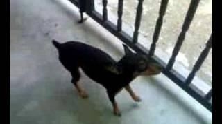 Mini Pinscher Dog [upl. by Waddell]