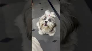 Puppys First Bark Cute Dog Barking For The First Time Ever [upl. by Opiuuk]