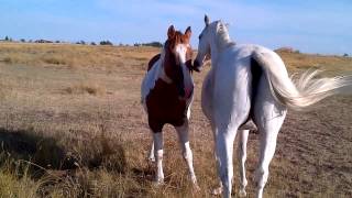 Two horses grooming each other [upl. by Kwapong]