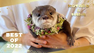 何度見てもかわいい！カワウソコタハナ厳選ベストシーン集 Best Moments of Otters Kotaro and Hana in 2022 [upl. by Gessner]